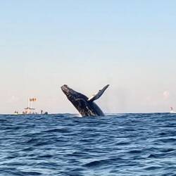 Wale in Puerto Escondido
