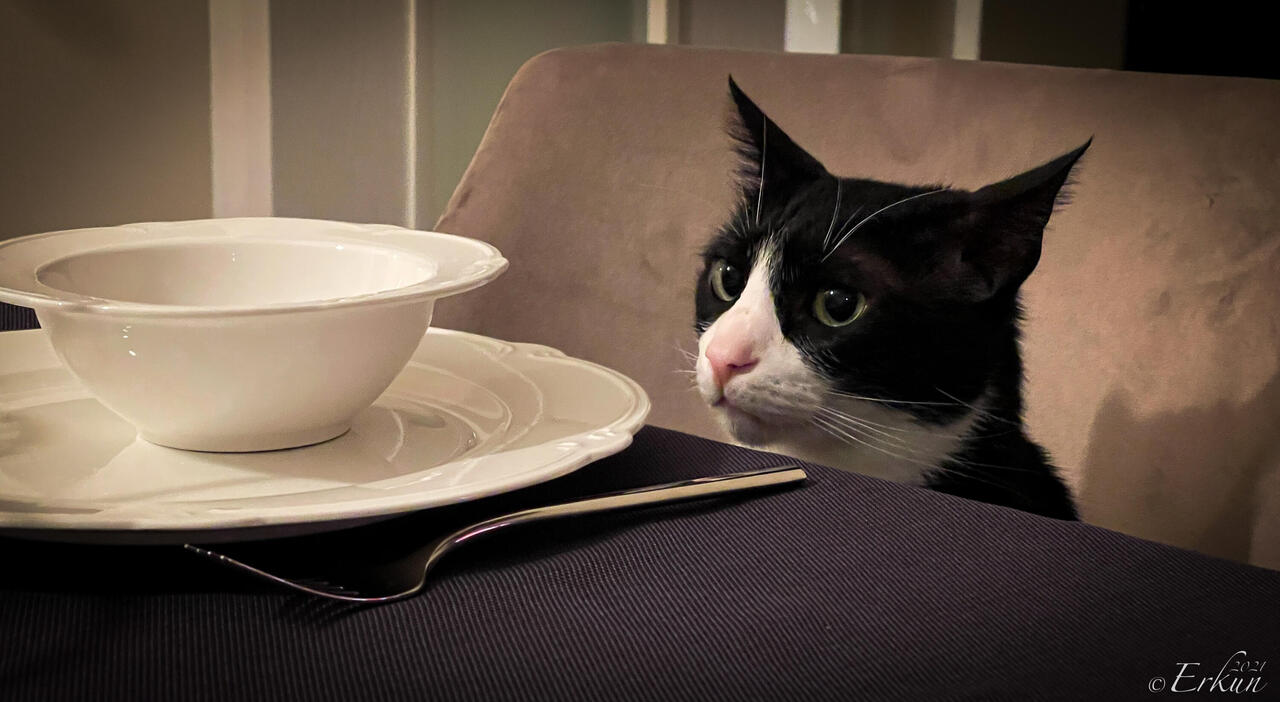Sherlock, the rescue cat, is all set and wondering where dinner is — Ataşehir ... Çiğli, İzmir.