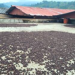 Sonnentrocknen des Kaffees