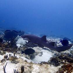 Nurse shark