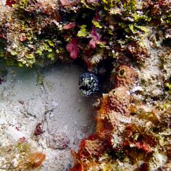 Spotted moray eel