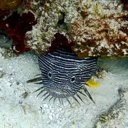 Splendid toadfish