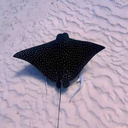 Spotted eagle ray