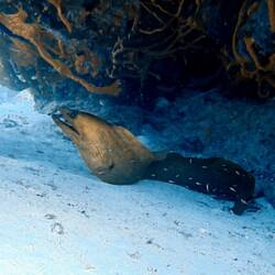 Green moray eel