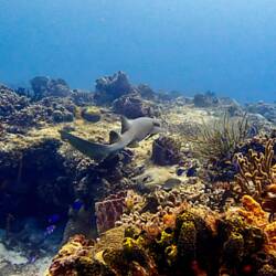 Nurse shark