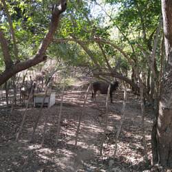 Jungle cattle