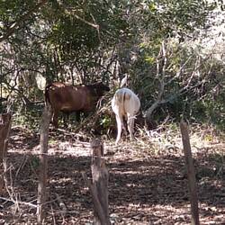 Jungle bird hitching a ride on jungle cattle