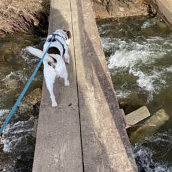 Behelfsbrücke - ganz schön wackelig...