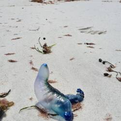 What the wind blows in