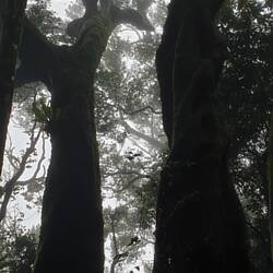 2,000 year old Antartic Beech (nothofagus moorei)