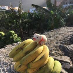 Bananengeschenk