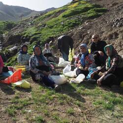 Ladies in the mountains collecting wild herbs. Frauen bei Kräuter sammeln.