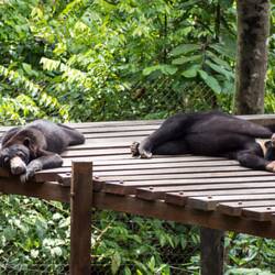 Siesta