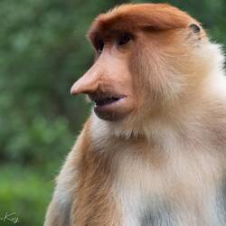 Langnasenaffe. Die Nasen der männlichen Tiere sind länger als die der Weibchen