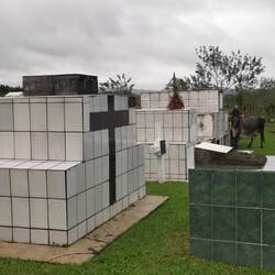 Kühe auf dem Friedhof von Fortuna