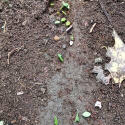 Blattschneiderameisen