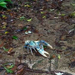 Unexpected encounter on the walk