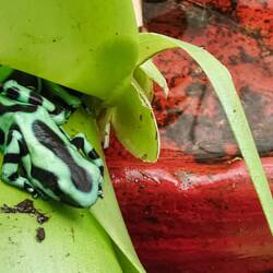 Goldbaumsteiger (Dendrobates auratus) Pfeilgiftfrosch