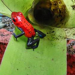 Blue Jeans-Frosch (Ofaga pumilio) Pfeilgiftfrosch