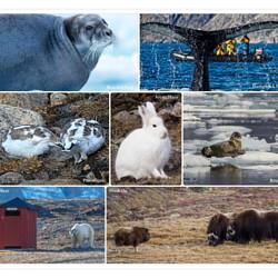 Collage of Wildlife Memories — Greenland Expedition ... 2013.