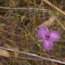 Fringe Lily, a wildflower