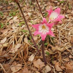 Naked Ladies, considered a weed