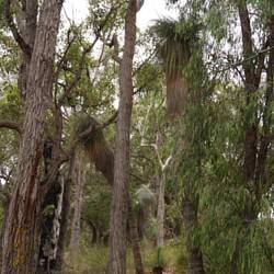 Tall slim black boys aka grass trees, unlike the chubby ones around Perth
