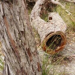 Beehive in the fallen tree trunk
