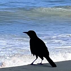 My buddy at Flaglar beach. He watched the sunrise each morning with me.
