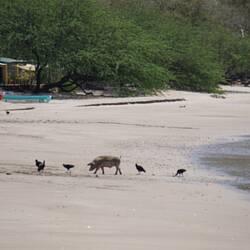 Schwein am Strand