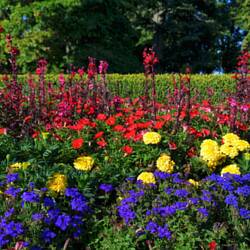 Flower garden at the West Street entrance