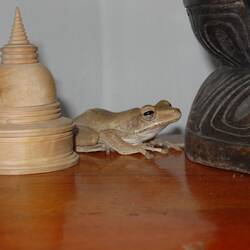 Tierische Besucher hat man immer und überall