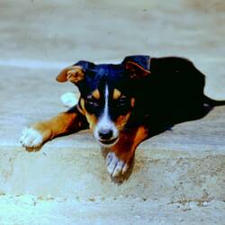 Kibo, mein geliebter Hund. Völlig erziehungsresistent.