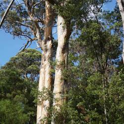 Spiral trunk of Karri tree