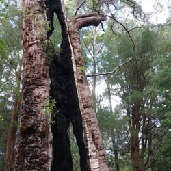 Regenerating burnt Tingle tree