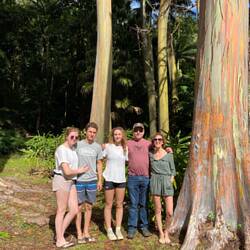 Rainbow Euculptis Tree