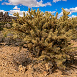 Mojave National Preserve
