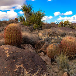 Mojave National Preserve