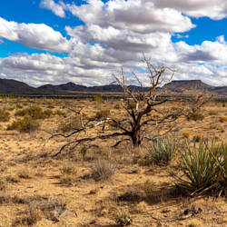 Mojave National Preserve