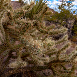 Mojave National Preserve