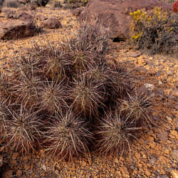 Mojave National Preserve