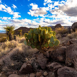 Mojave National Preserve