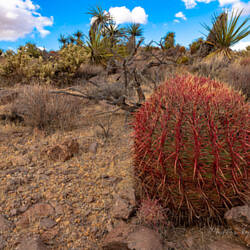 Mojave National Preserve