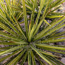 Mojave National Preserve
