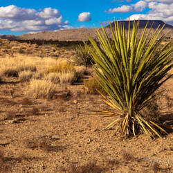 Mojave National Preserve