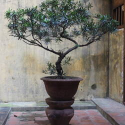 Jede Familie hat einen "Familien-Bonsai", der über Generationen gepflegt wird