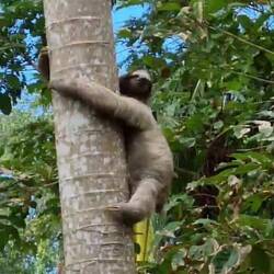 Ja, sie sind wirklich so langsam und entspannt