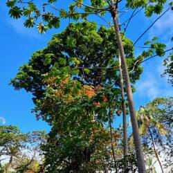 Suchbild: Finde das Faultier!