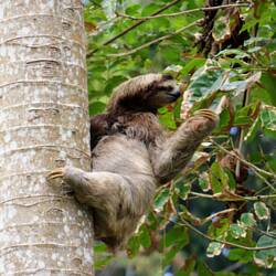 Er bietet eine tolle Klettershow
