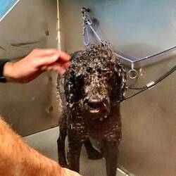 Kuma gets a bath
